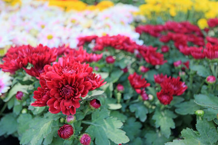 Beautiful chrysanthemum in the gardenの写真素材