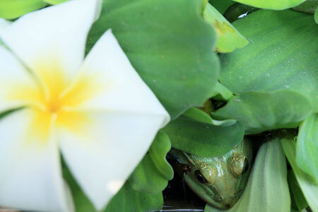 Frogs and frangipani white in nature.