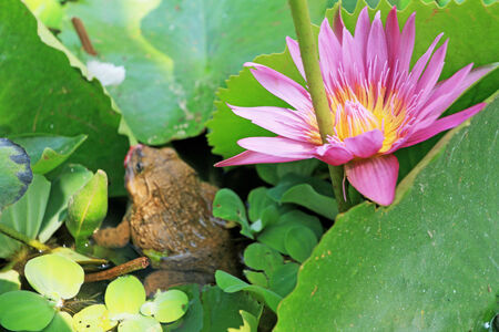 Frogs and pink lotus in nature