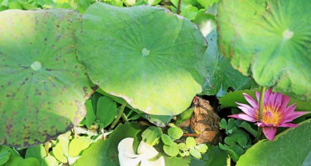 Frogs and pink lotus in nature