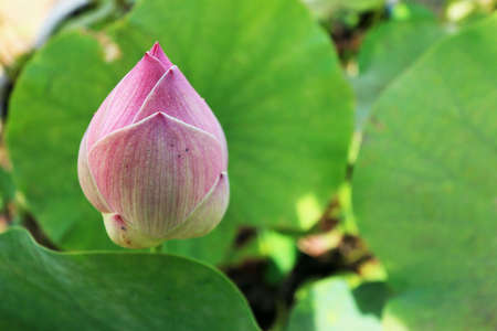 Pink lotus bud in natureの写真素材