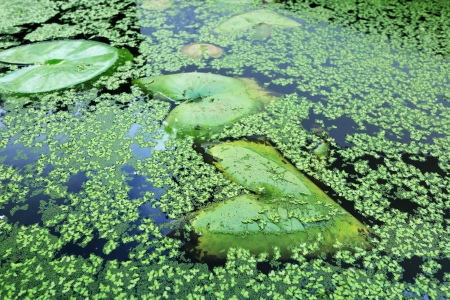 Fern on the waterの写真素材