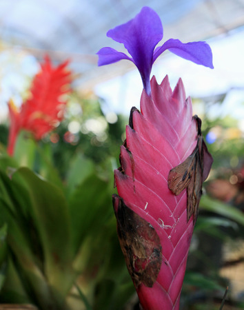 pink and purple flowerの写真素材