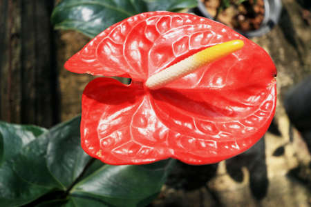 Flamingo Flower