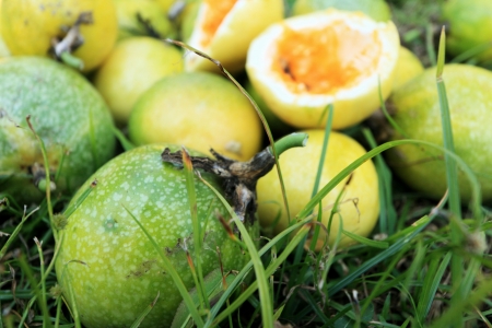 passion fruit in the garden