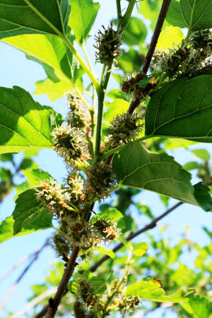 mulberry fruit in the gardenの写真素材