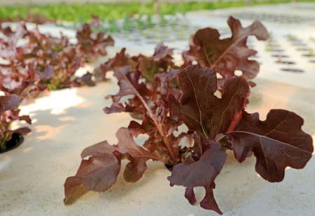 red coral vegetable in hydroponic farmの写真素材
