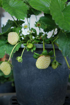 fresh strawberry in the gardenの写真素材