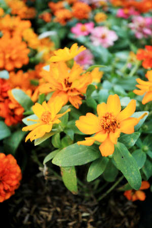 Colorful daisy flowers in the gardenの写真素材