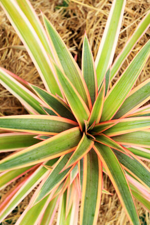 Bromeliad flowers in the natureの写真素材