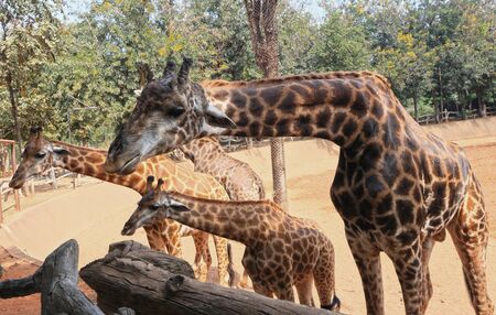 Giraffes in the zooの写真素材