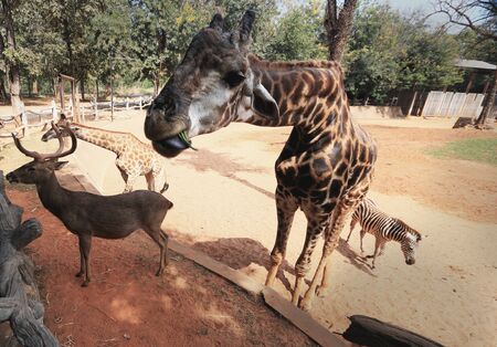 Giraffes in the zooの写真素材