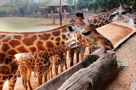 Giraffes in the zoo