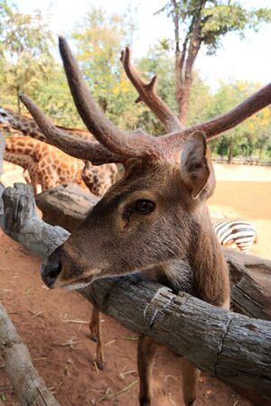 Sika deer in the zooの写真素材