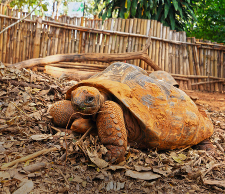 Crawling tortoise in the natureの写真素材