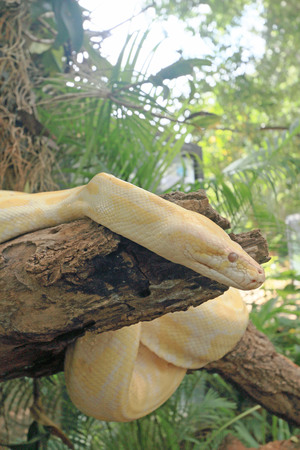 Albino snake on the nature