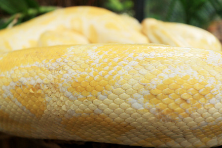 Albino snake on the nature