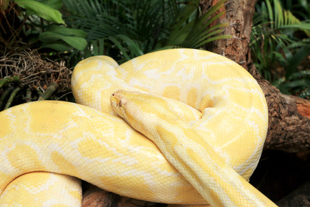 Albino snake on the nature