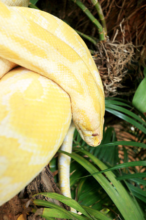 Albino snake on the nature