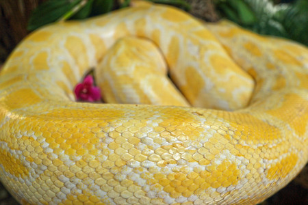 Albino snake on the nature