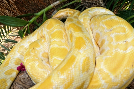 Albino snake on the natureの写真素材