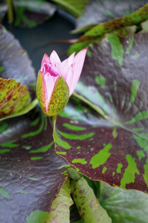 pink lotus flowersの写真素材