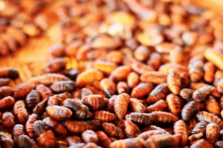 chrysalis silkworm ,silk worm cocoon