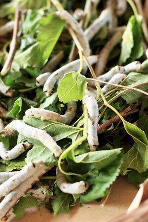Silkworms eating fresh mulberry leavesの写真素材