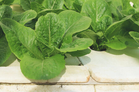 Butter head vegetable in hydroponic farm