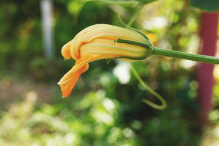 pumpkin flowersの写真素材