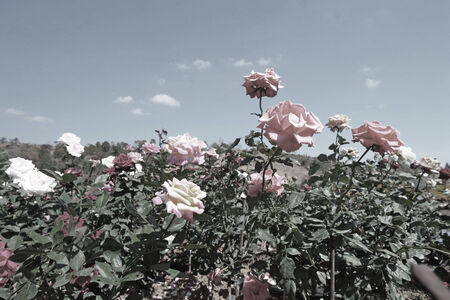 Beautiful rose garden wideの写真素材