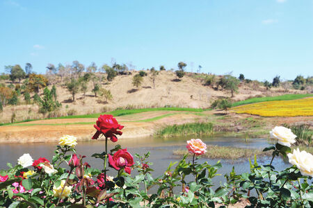 Red rose in the gardenの写真素材