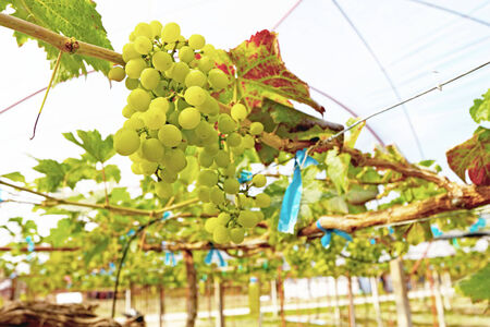 fresh grapes in the vineyardの写真素材