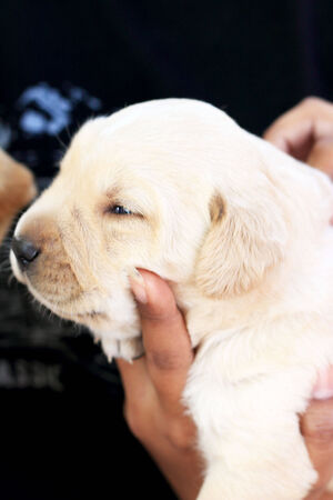 Woman holding Labrador puppy hand 