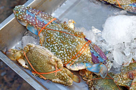 Fresh crab in the marketの写真素材