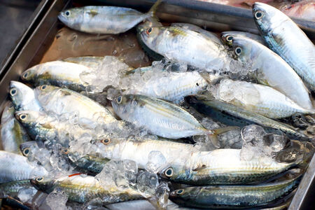 Fresh fish in the market の写真素材