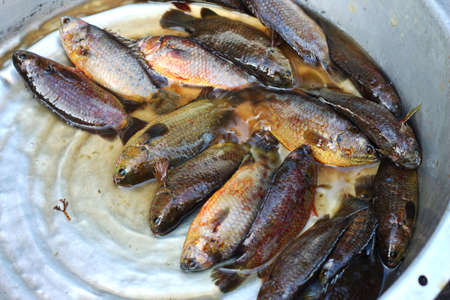 Fresh fish at the market