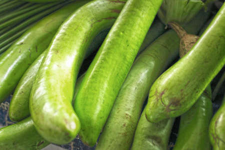 green eggplant in the marketの写真素材