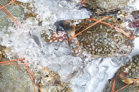 Fresh crab in the marketの写真素材
