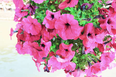 Petunias flower in the gardenの写真素材