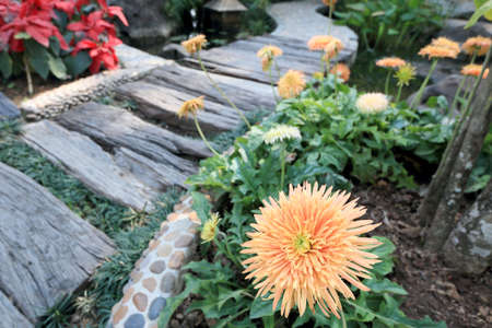 Beautiful of red gerbera flowerの写真素材