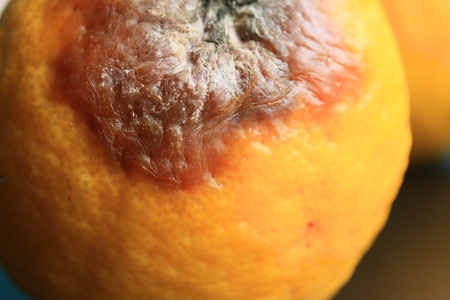 rotten lemonの写真素材