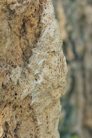 forestの写真素材