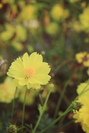 yellow flowerの写真素材