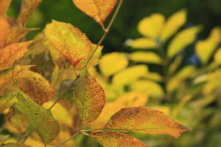 leaves spring