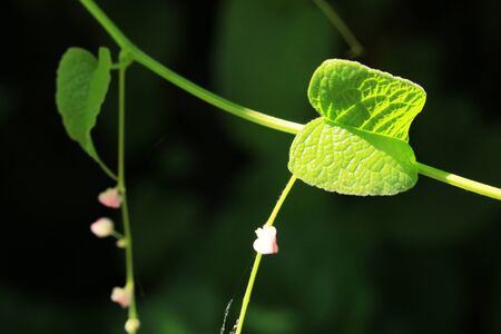 green leavesの写真素材