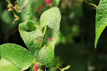 pink flowersの写真素材