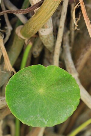 green leaves