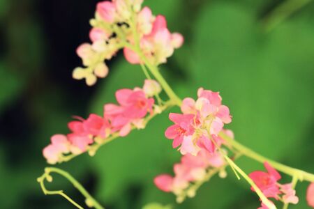 pink flowersの写真素材