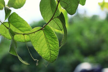 green leavesの写真素材